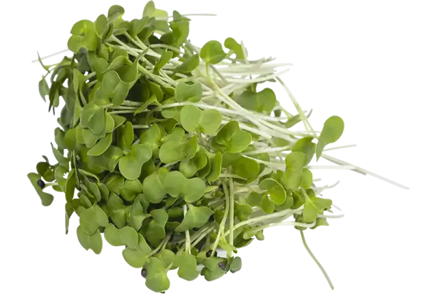 Broccoletti rapini 50gr stuk